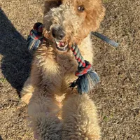 Lex, a male Poodle - Multi-Colored Standard for sale in McRae, GA – Photo 1 of 8