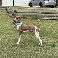 Lex, a male Poodle - Multi-Colored Standard for sale in McRae, GA – Photo 4 of 8