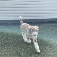 Lex, a male Poodle - Multi-Colored Standard for sale in McRae, GA – Photo 3 of 8