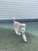 Lex, a male Poodle - Multi-Colored Standard for sale in McRae, GA – Photo 3 of 8
