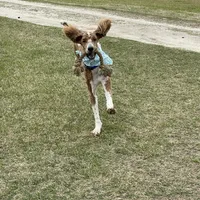 Lex, a male Poodle - Multi-Colored Standard for sale in McRae, GA – Photo 8 of 8