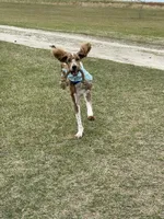 Lex, a male Poodle - Multi-Colored Standard for sale in McRae, GA – Photo 8 of 8