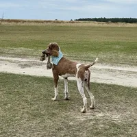 Lex, a male Poodle - Multi-Colored Standard for sale in McRae, GA – Photo 5 of 8