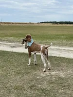 Lex, a male Poodle - Multi-Colored Standard for sale in McRae, GA – Photo 5 of 8