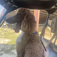 Lex, a male Poodle - Multi-Colored Standard for sale in McRae, GA – Photo 2 of 8