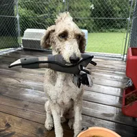 Lex, a male Poodle - Multi-Colored Standard for sale in McRae, GA – Photo 7 of 8