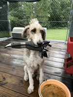 Lex, a male Poodle - Multi-Colored Standard for sale in McRae, GA – Photo 7 of 8