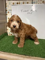 Freddie, a male Cockapoo for sale in McRae, GA – Photo 2 of 2