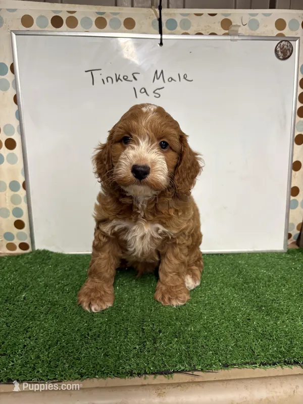 Freddie, a male Cockapoo for sale in McRae, GA – Photo 1 of 2
