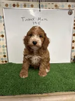 Freddie, a male Cockapoo for sale in McRae, GA – Photo 1 of 2