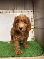 Sassy, a female Cockapoo for sale in McRae, GA – Photo 3 of 3