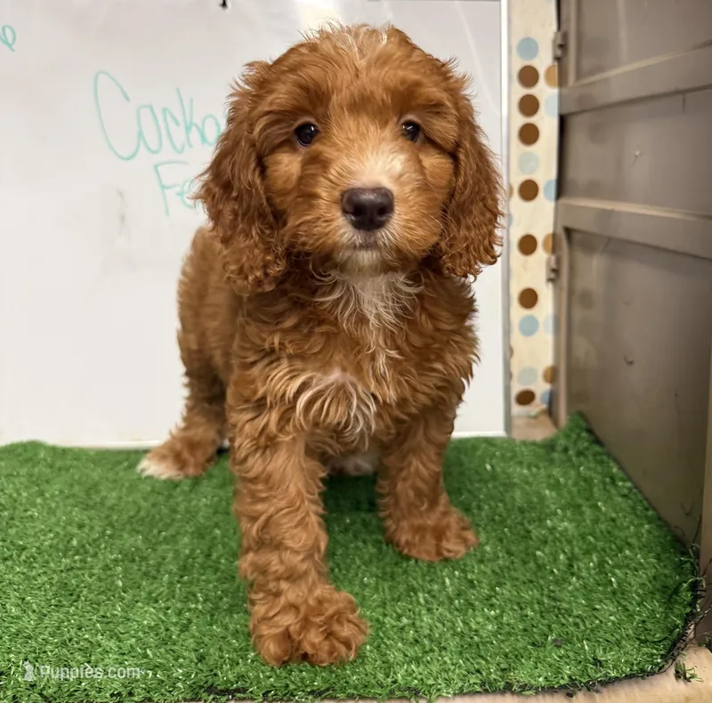 Sassy – Cockapoo puppy for sale in McRae, GA