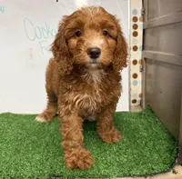 Sassy, a female Cockapoo for sale in McRae, GA – Photo 1 of 3