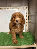 Sassy, a female Cockapoo for sale in McRae, GA – Photo 2 of 3