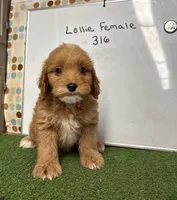 Luna, a female Cockapoo for sale in McRae, GA – Photo 1 of 3