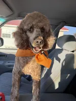 Moe , a male Poodle - Miniature  for sale in McRae, GA – Photo 3 of 4