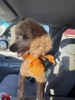 Moe , a male Poodle - Miniature  for sale in McRae, GA – Photo 4 of 4