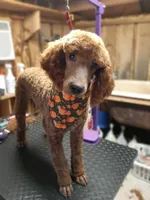 Moe , a male Poodle - Miniature  for sale in McRae, GA – Photo 1 of 4