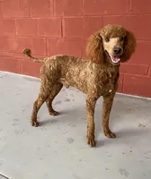 Moe , a male Poodle - Miniature  for sale in McRae, GA – Photo 2 of 4