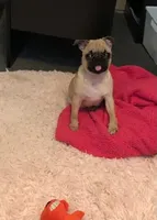 Cookie, a female Pug for sale in Rosenberg, TX – 2 of 2