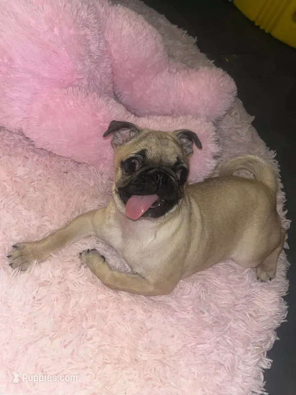 Cookie – Pug puppy for sale in Rosenberg, TX