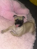 Cookie, a female Pug for sale in Rosenberg, TX – 1 of 2