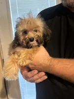 Sarge , a male Aussiedoodle for sale in Cache, OK – 2 of 2