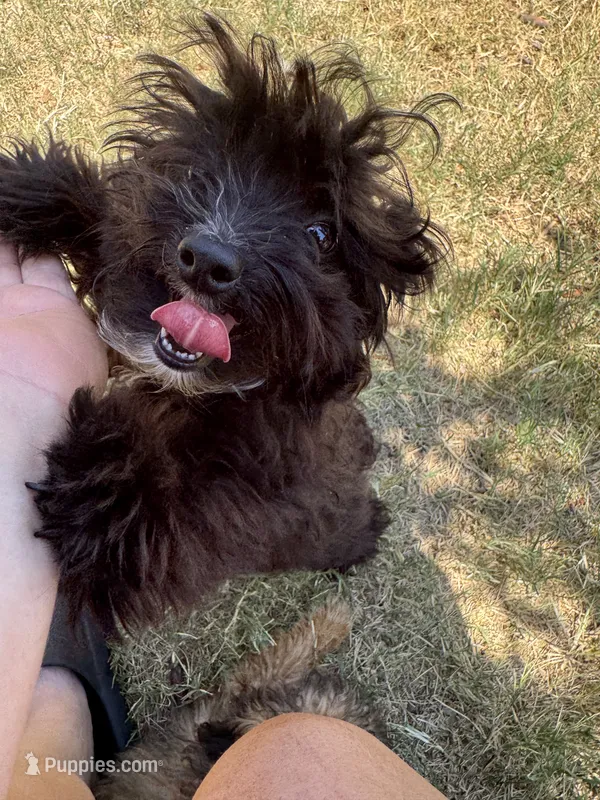 Dolly  – Aussiedoodle puppy for sale in Cache, OK