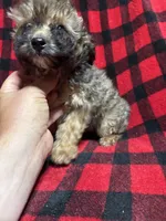 Sarge , a male Aussiedoodle for sale in Cache, OK – 2 of 2