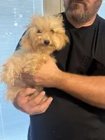 Mango , a male Aussiedoodle for sale in Cache, OK – 2 of 2