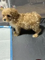 Peach , a female Aussiedoodle for sale in Cache, OK – 2 of 2