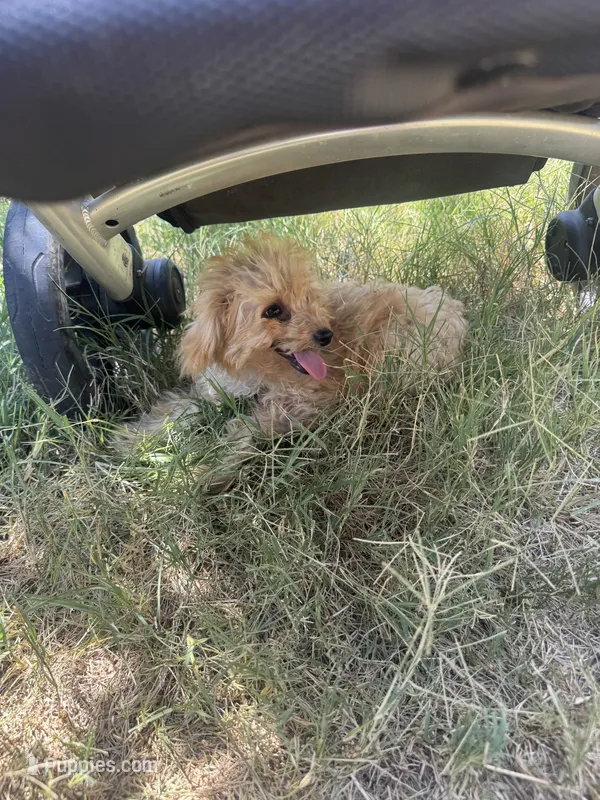 Mango  – Aussiedoodle puppy for sale in Cache, OK