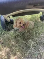 Mango , a male Aussiedoodle for sale in Cache, OK – 1 of 2
