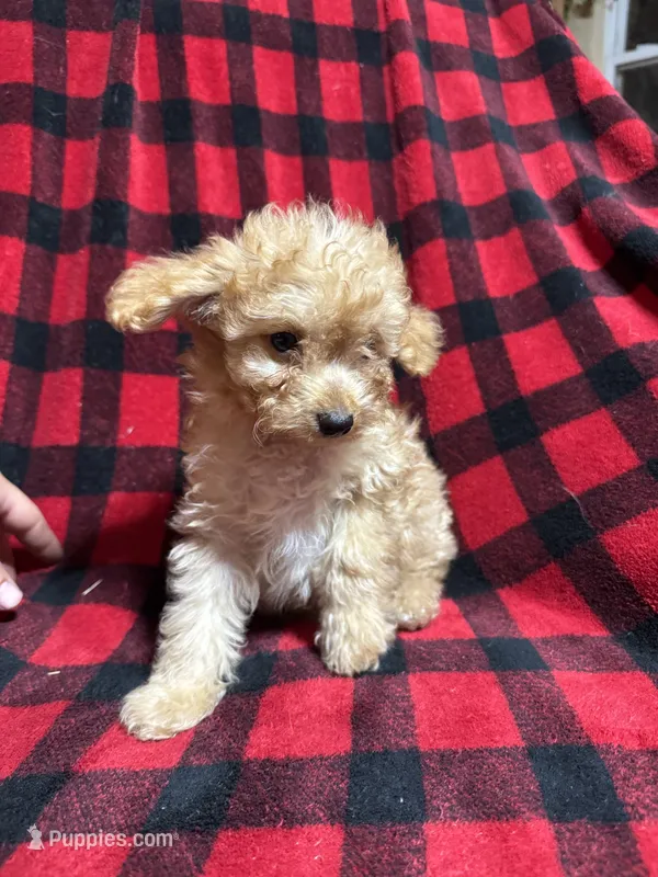 Mango  – Aussiedoodle puppy for sale in Cache, OK