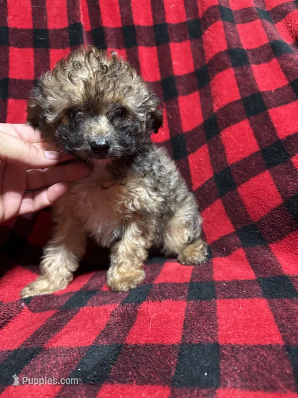 Sarge  – Aussiedoodle puppy for sale in Cache, OK