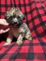 Sarge , a male Aussiedoodle for sale in Cache, OK – 1 of 2