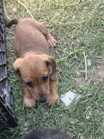 Ellie , a female Miniature Dachshund for sale in Cache, OK – 2 of 2