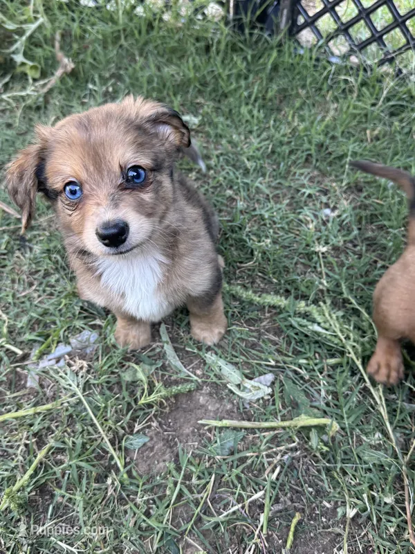 Rocket  – Dachshund, Toy Australian Shepherd puppy for sale in Cache, OK