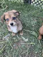 Rocket , a male Dachshund and Toy Australian Shepherd for sale in Cache, OK – 1 of 1