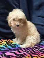 Daisy , a female Poodle - Toy  and Poodle - Miniature  for sale in Cache, OK – 2 of 2