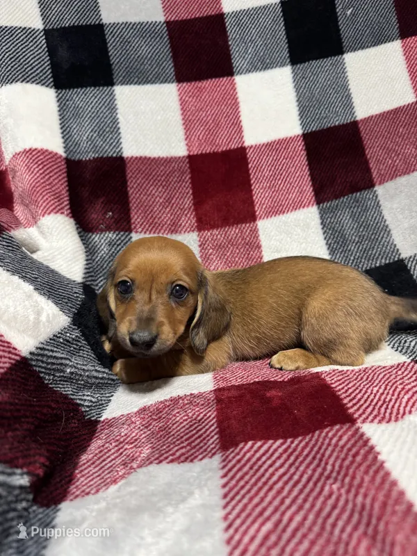 Ellie  – Miniature Dachshund puppy for sale in Cache, OK