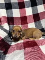 Ellie , a female Miniature Dachshund for sale in Cache, OK – 1 of 2