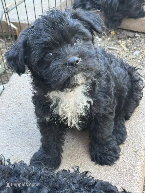 Mark  – Shihpoo puppy for sale in Cache, OK