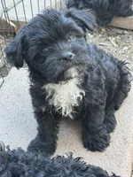 Mark , a male Shihpoo for sale in Cache, OK – 1 of 1