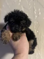 Wally , a male Aussiedoodle for sale in Cache, OK – 2 of 2