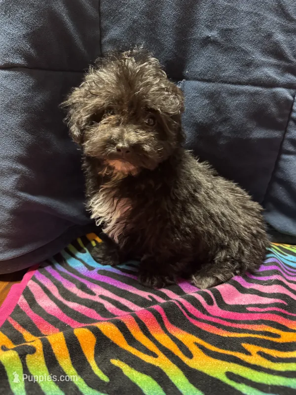 Molly – Poodle - Toy , Poodle - Miniature  puppy for sale in Cache, OK