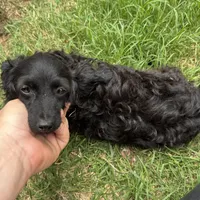 Buzz, a male Aussiedoodle for sale in Cache, OK – Photo 1 of 2
