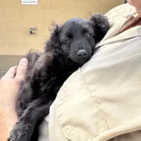 Buzz, a male Aussiedoodle for sale in Cache, OK – Photo 2 of 2