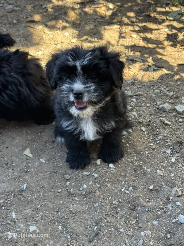 Giz  – Shihpoo puppy for sale in Cache, OK