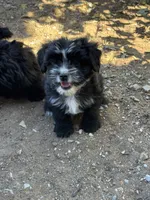 Giz , a male Shihpoo for sale in Cache, OK – 1 of 1